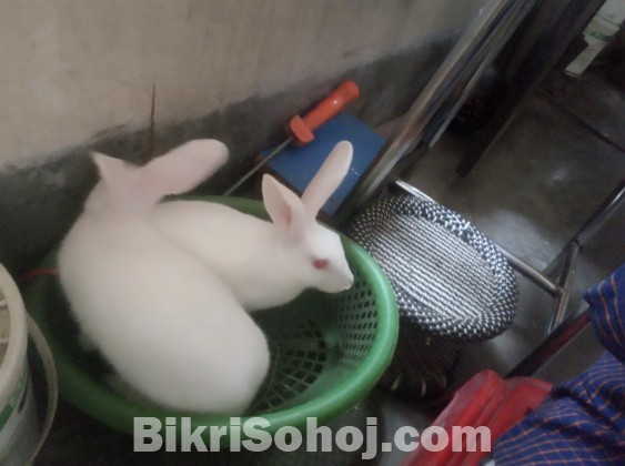 নিউজিল্যান্ড জাতের সাদা খরগোশ (Rabbits)